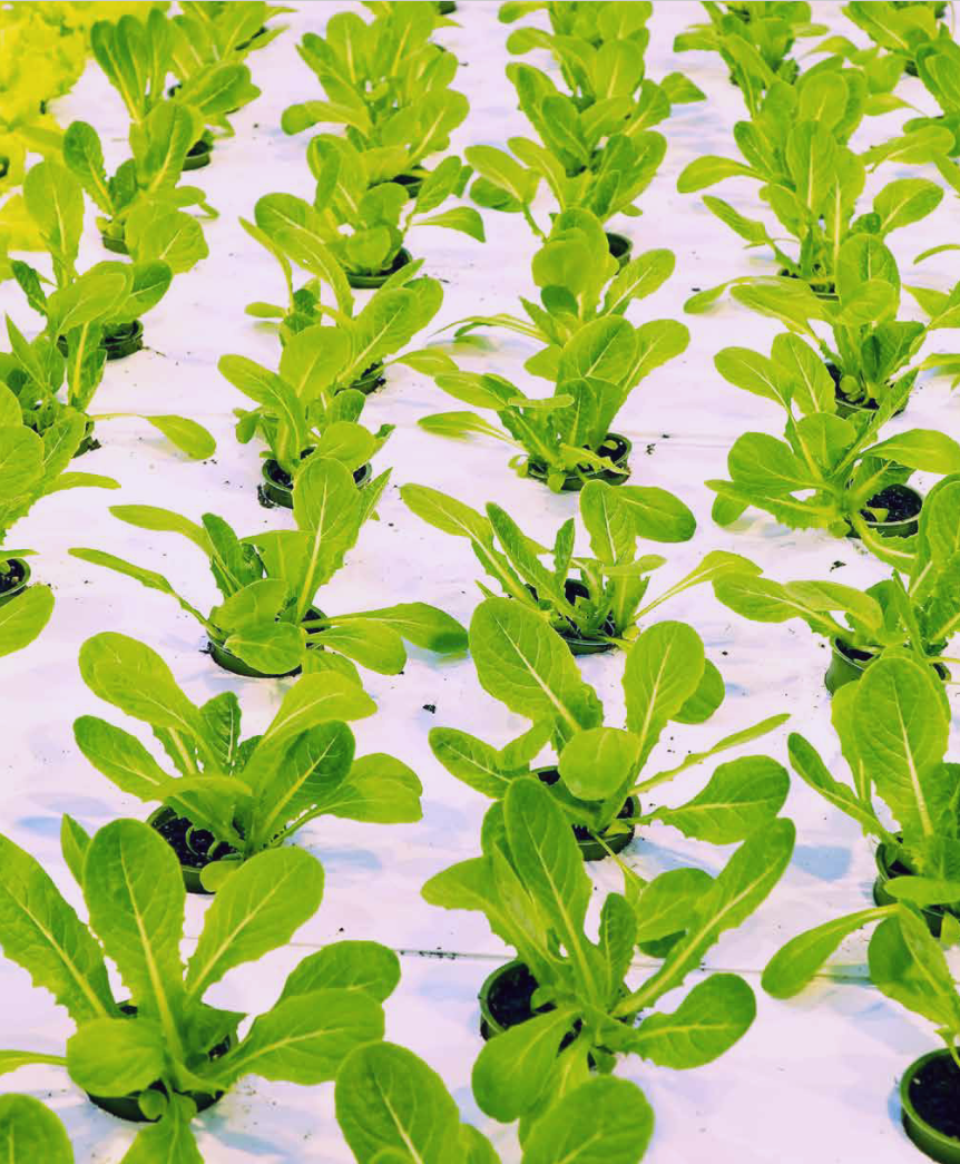       Share on LinkedIn     Share on Twitter     Share on Facebook  How We Helped a Private Biotech Company Prepare for Fundraising & Growth